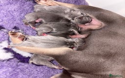 French Bulldog dogs for sale: 2 gorgeous French bulldogs ready to leave!  - Image 6