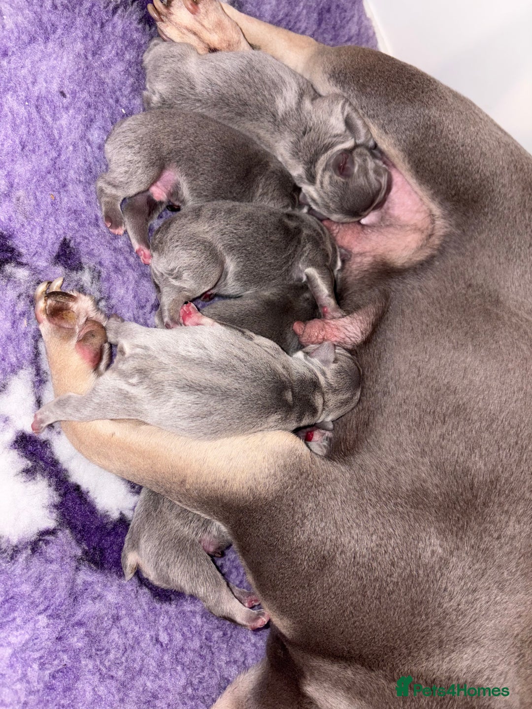 French Bulldog dogs for sale: 2 gorgeous French bulldogs ready to leave!  - Image 6
