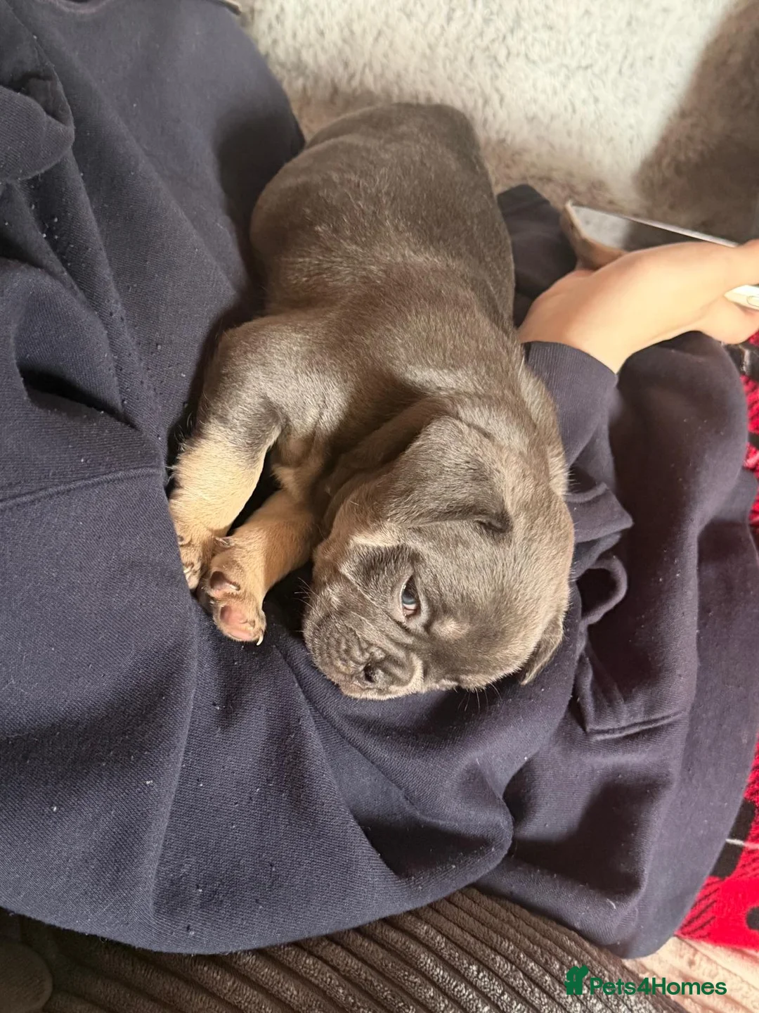 Frug dogs for sale: French bulldog x frug - Advert 18