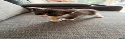 Maine Coon cats for sale: mainecoon kittens  - Advert 13