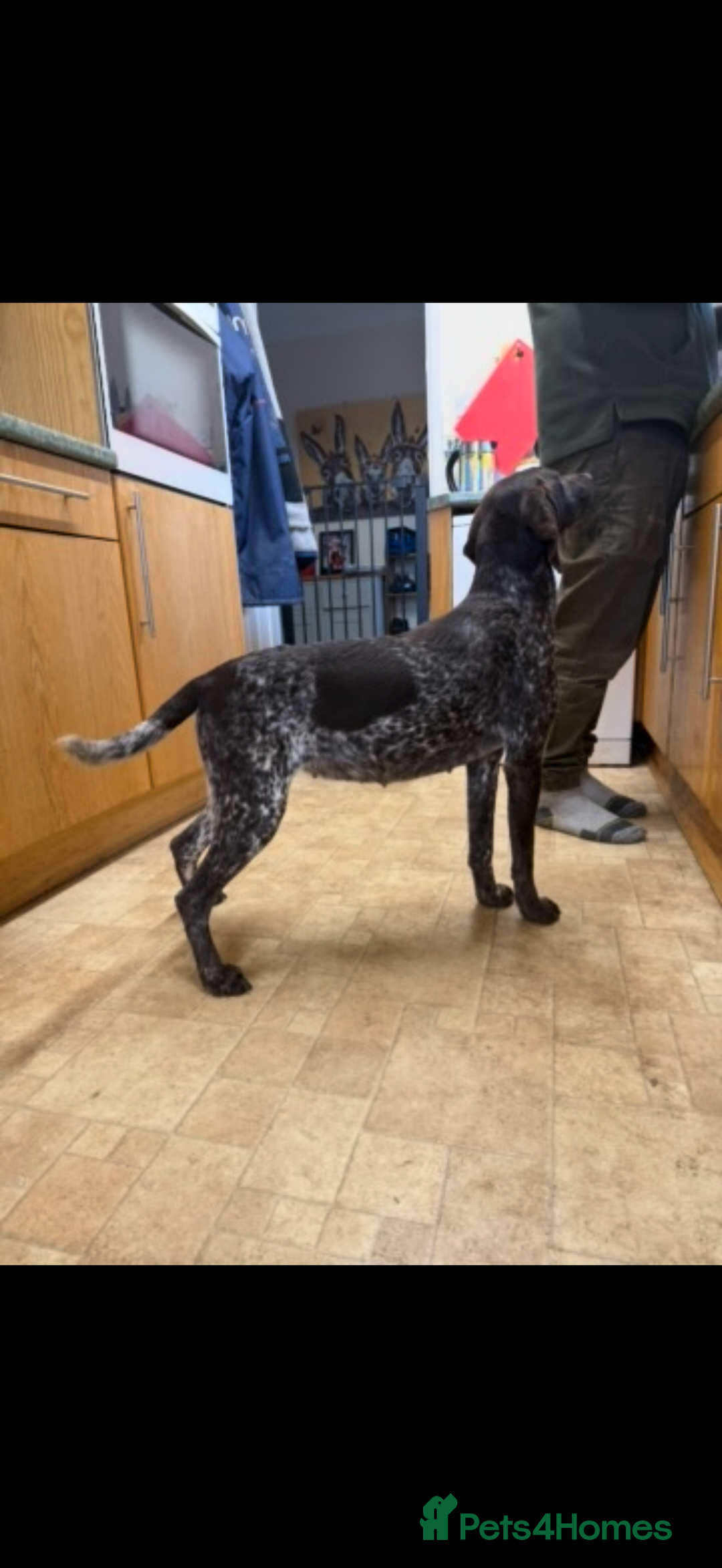 German Shorthaired Pointer dogs for sale: The perfect family dog!  - Advert 4