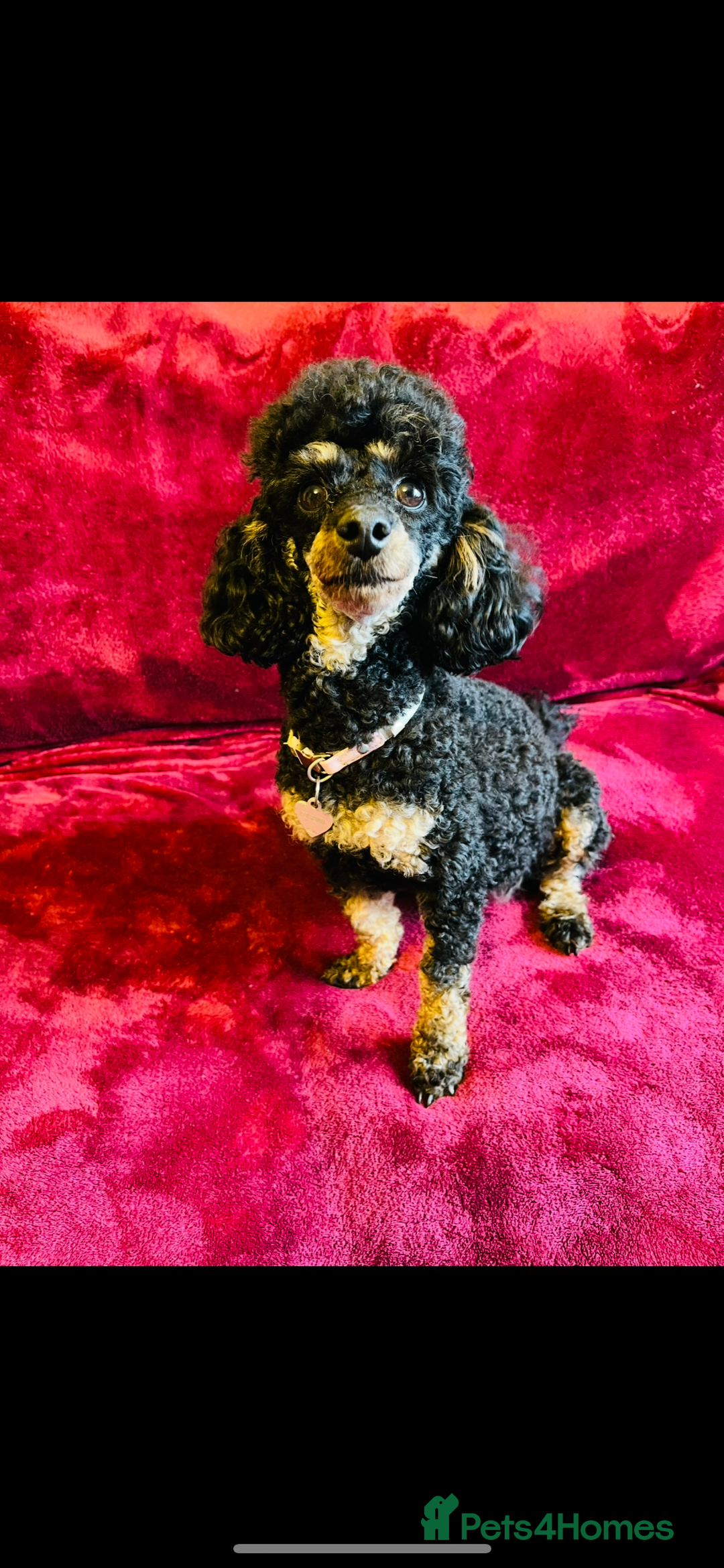 Toy Poodle dogs for sale: 💫🐩Extensively Health tested KC Toy Poodles 🐩💫 - Advert 12