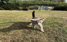 Mixed Breed cats for sale: Tabby - Image 2