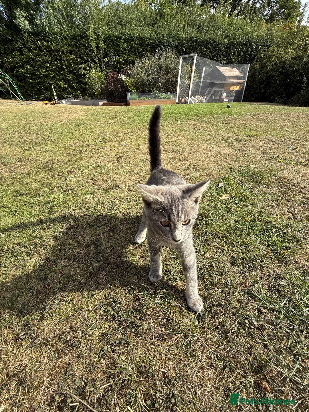 Mixed Breed cats for sale: Tabby - Image 2