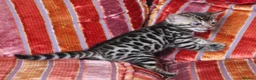 Bengal cats for sale: Outstanding Bengal kittens , European champion dad - Advert 11