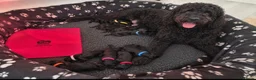 Labradoodle dogs for sale: F1B Standard Labradoodle Puppies 🐾💕 - Advert 13