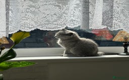 British Shorthair cats for sale: Only 1 kitten left British short hair in Hull - Image 16