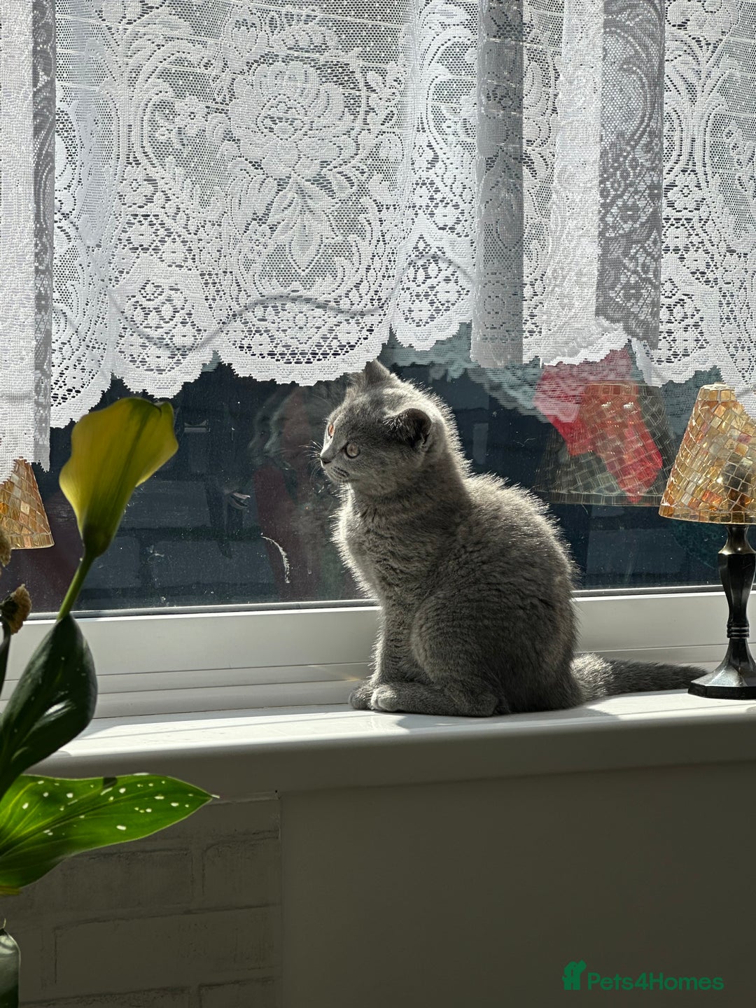 British Shorthair cats for sale: Only 1 kitten left British short hair in Hull - Image 16