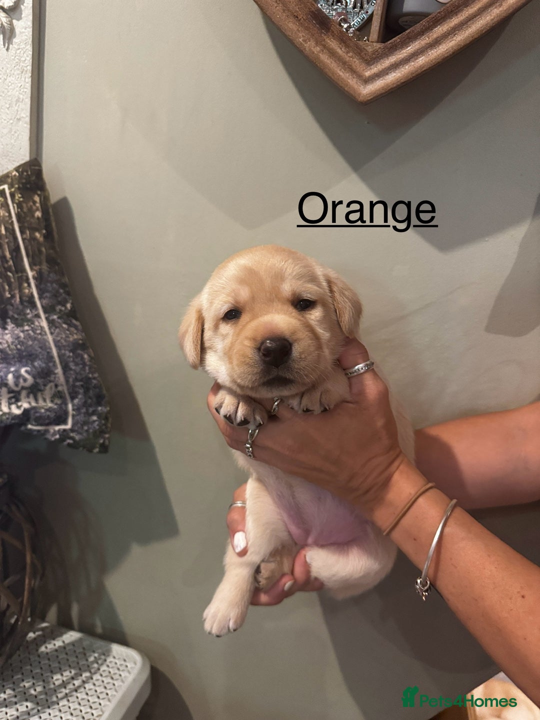 Labrador Retriever dogs for sale: English yellow Labradors  - Image 7