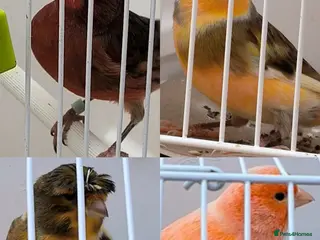 Canaries birds 5 beautiful 2025 singing canaries - Advert 17