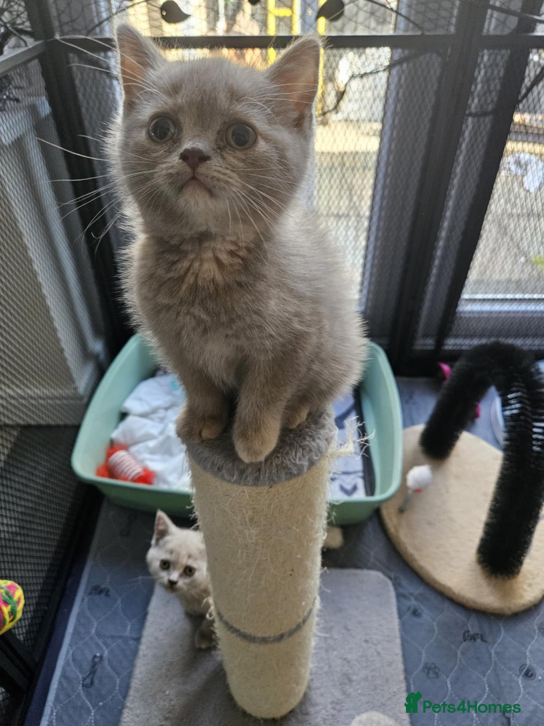 British Shorthair cats for sale: 🐾 British Shorthair Kittens – Ready Now 🐾 - Image 3