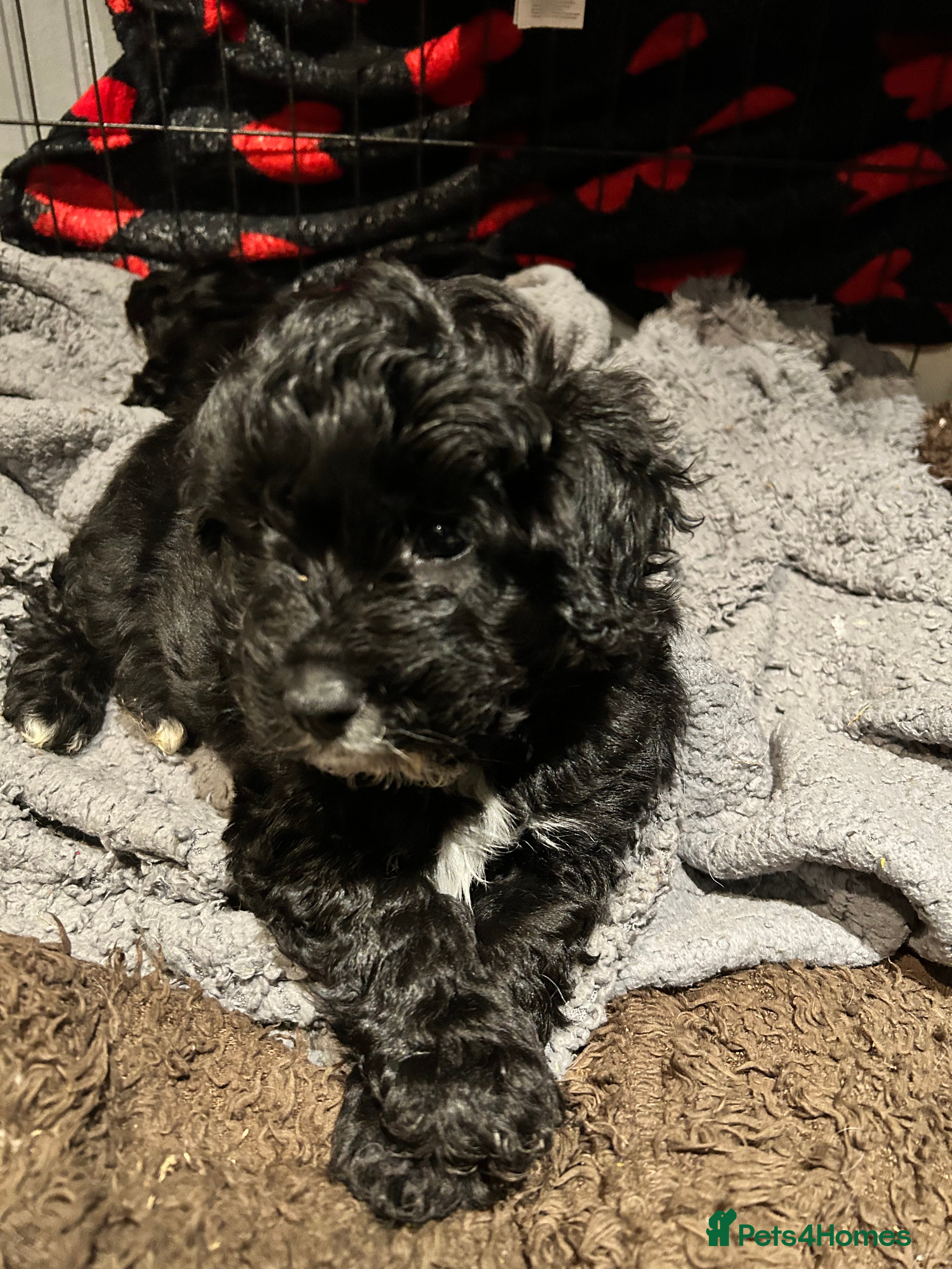 Shihpoo dogs Last Male Stunning Shihpoo x Sproodle pups - Advert 2