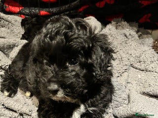 Shihpoo dogs Last Male Stunning Shihpoo x Sproodle pups - Advert 2