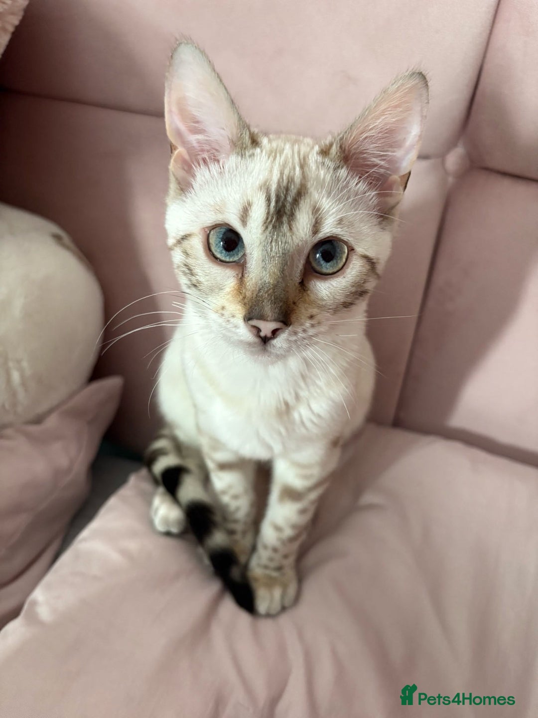 Bengal cats for sale: bengal kittens  - Advert 24