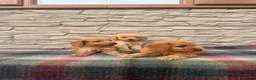 Cockapoo dogs for sale: F1 Cockapoos (council licensed breeder  - Advert 10