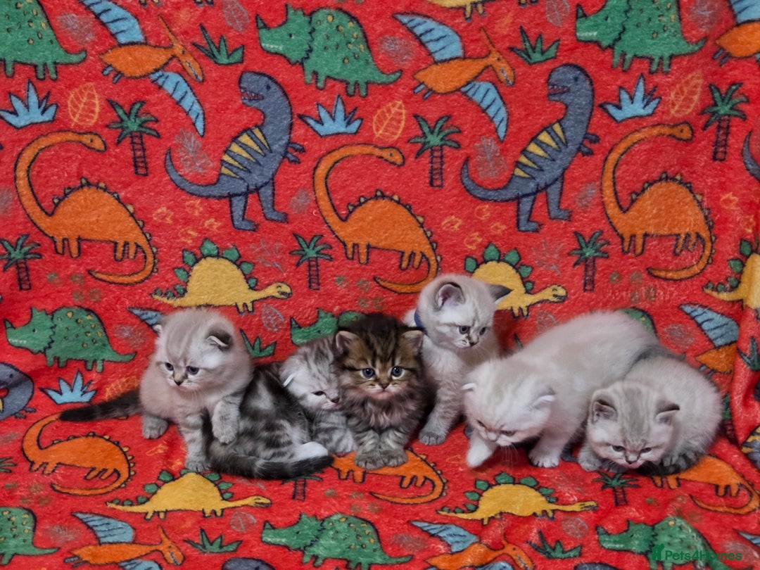 Scottish Fold cats for sale: Scottish Fold/Straight Kittens For Sale  - Image 1