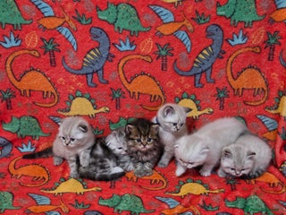 Scottish Fold cats - Advert 1