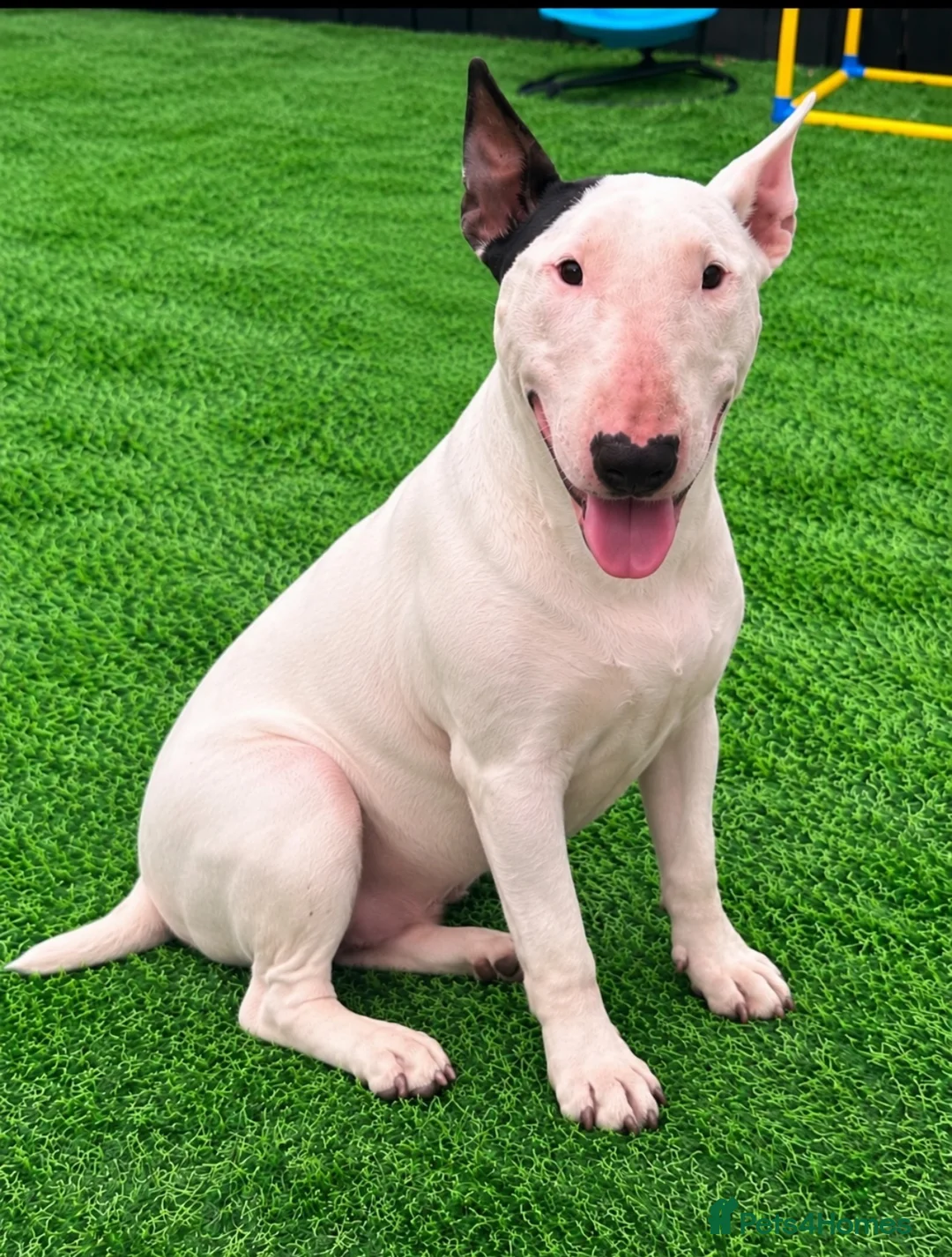 Bull Terrier dogs for sale: (Dorothy) adult English bull terrier female - Advert 1