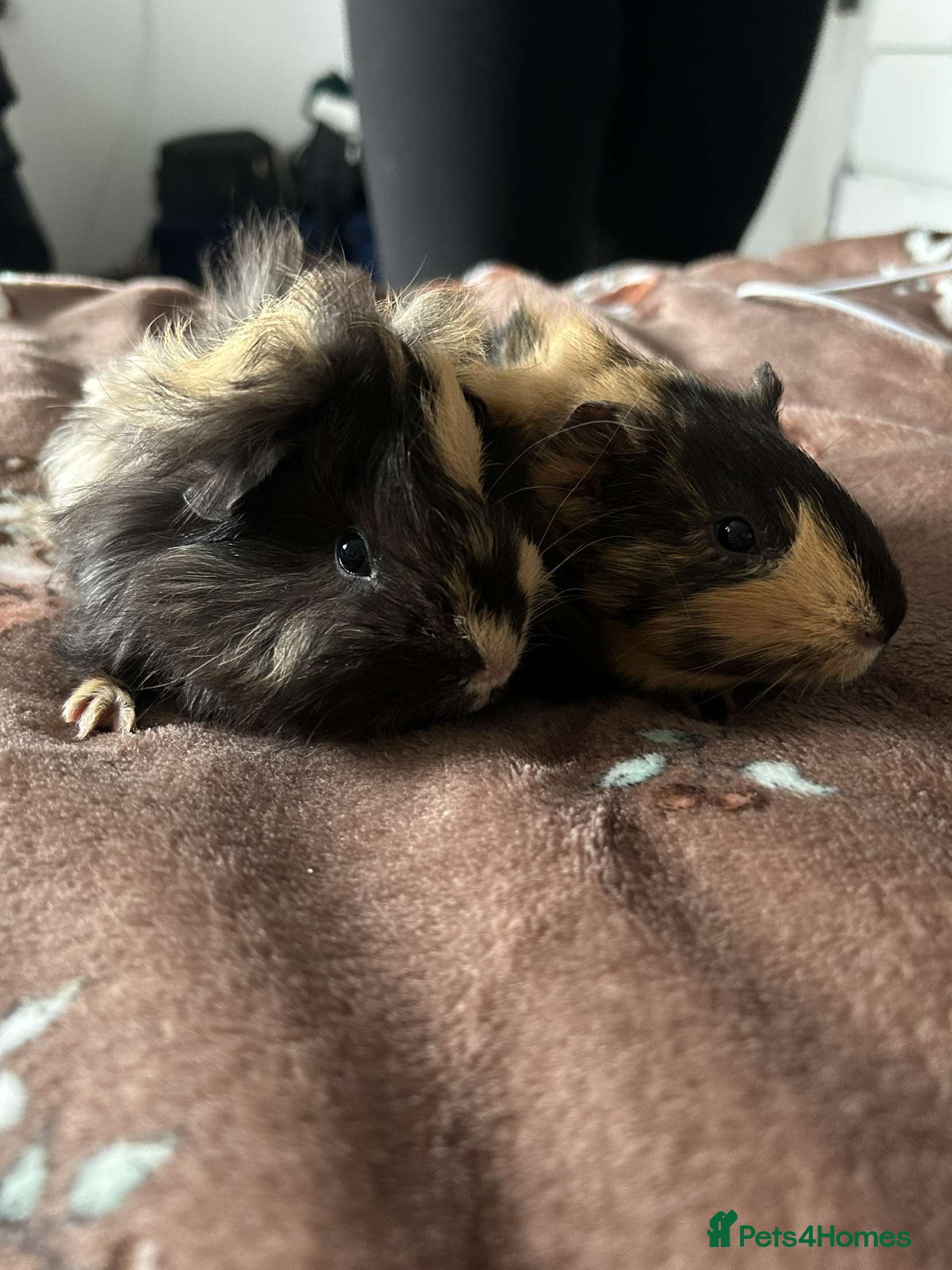 Guinea Pig rodents 2 Male Guinea Pigs for sale (can go separately) - Advert 1