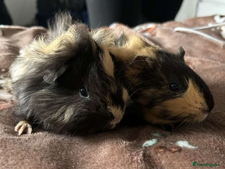 Guinea Pig rodents 2 Male Guinea Pigs for sale (can go separately) - Advert 1