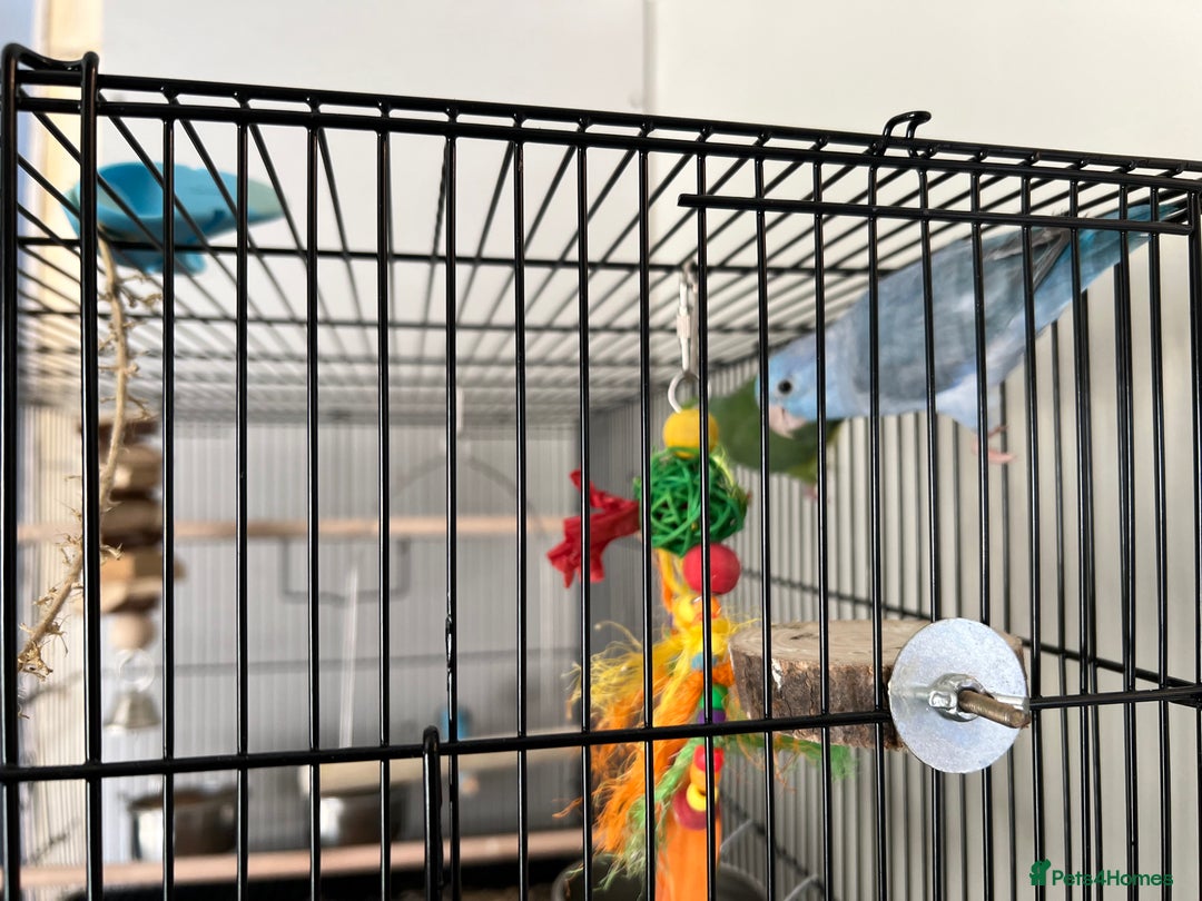 Parakeets birds for sale: 2 x parrotlets Blue and Green - Image 6