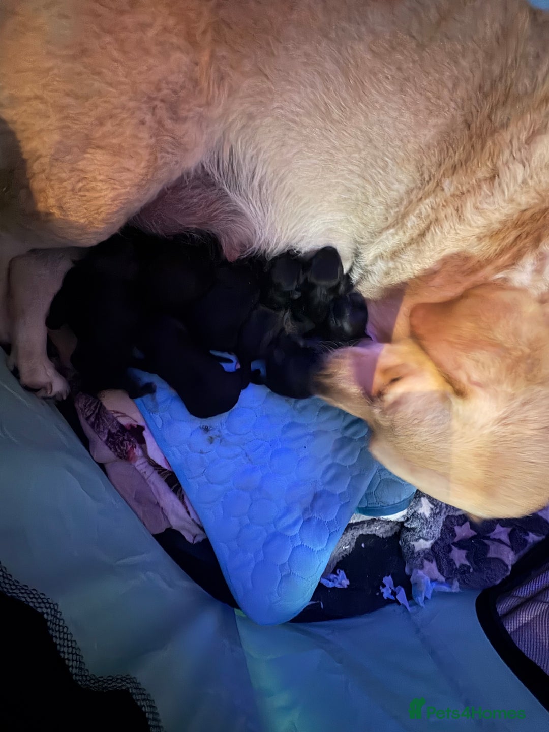 Goldador dogs for sale: Goldador puppies ready for rehome now!  - Advert 13