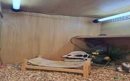 Bearded Dragon reptiles for sale: Bearded dragon looking for a loving new home - Image 2
