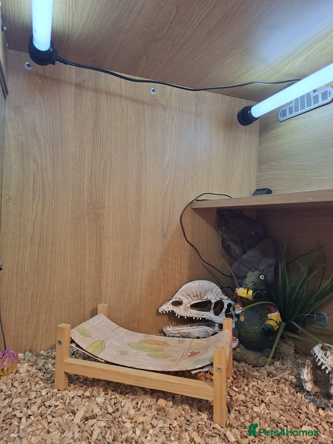 Bearded Dragon reptiles for sale: Bearded dragon looking for a loving new home - Image 2