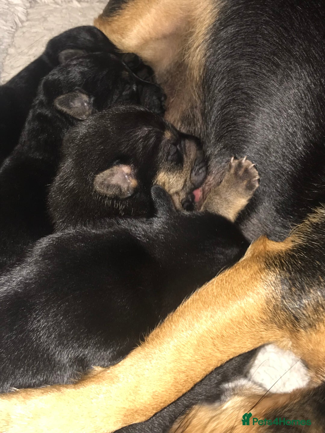 Jack Russell dogs for sale: Jack Russell Puppies Black and Tan  - Image 5