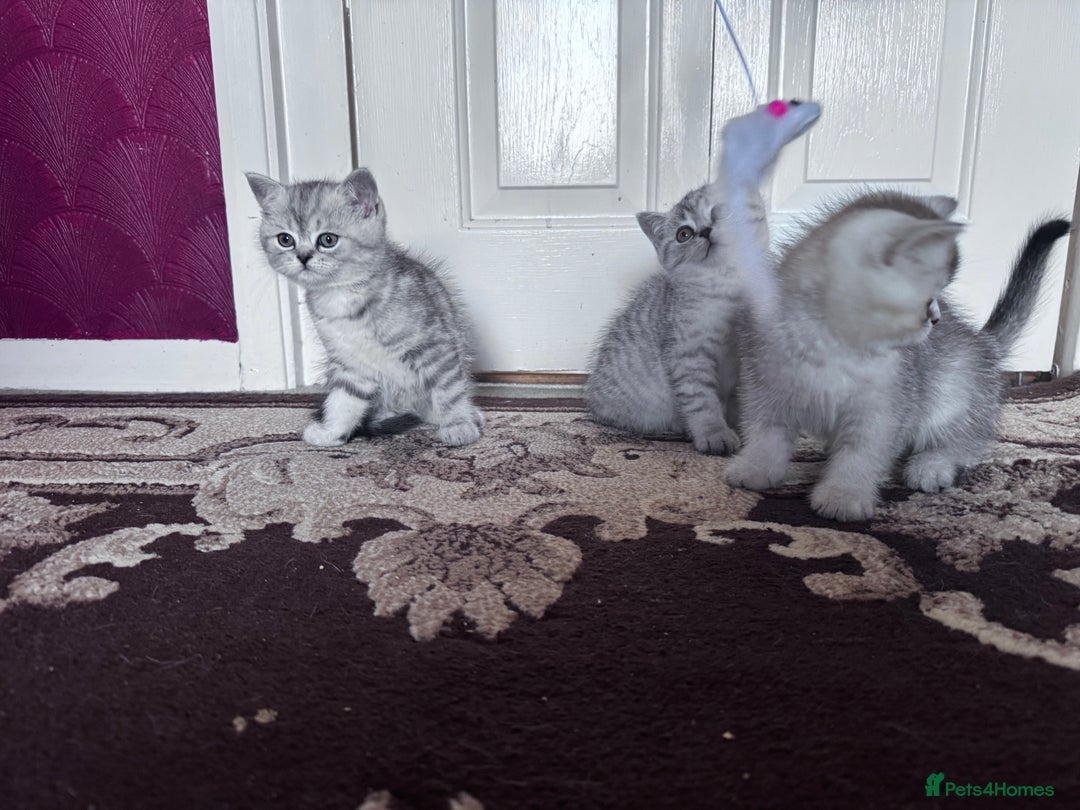British Shorthair cats for sale: British Short Hair  - Advert 3