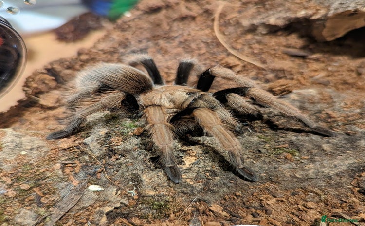 Tarantulas invertebrates - Advert 1