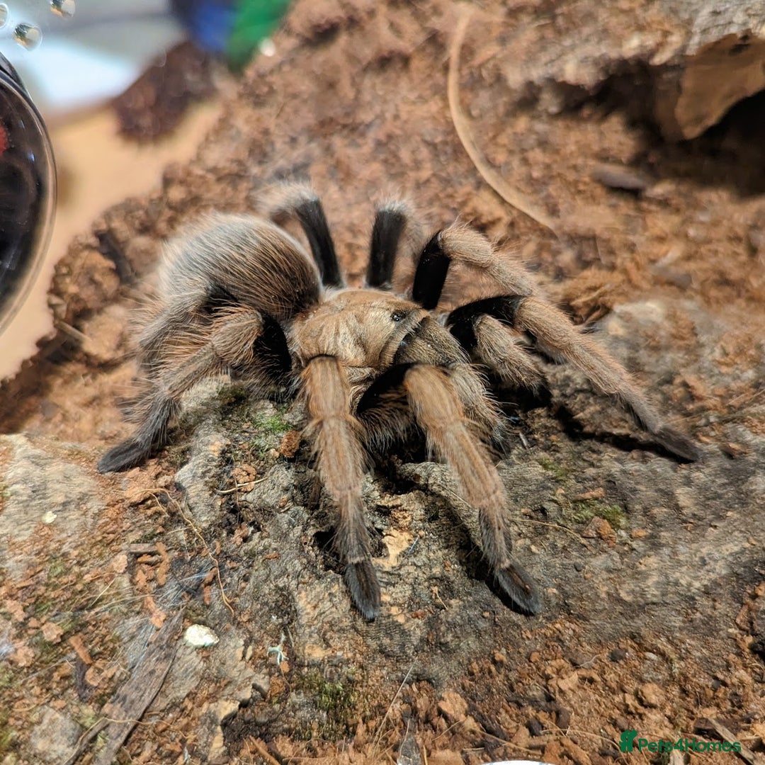 Tarantulas invertebrates for sale: Tarantula Collection - Image 1