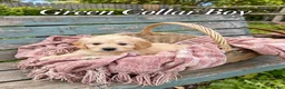 Goldendoodle dogs for sale: Miniature Golden Doodles - Merle, Red & Black  - Advert 32