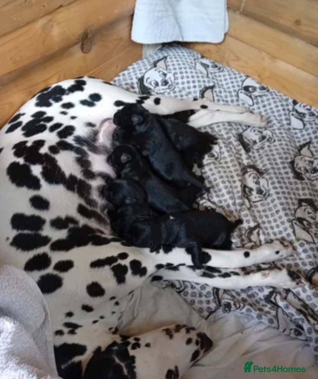 Mixed Breed dogs for sale: Dalmatian cross frenchie  - Image 4