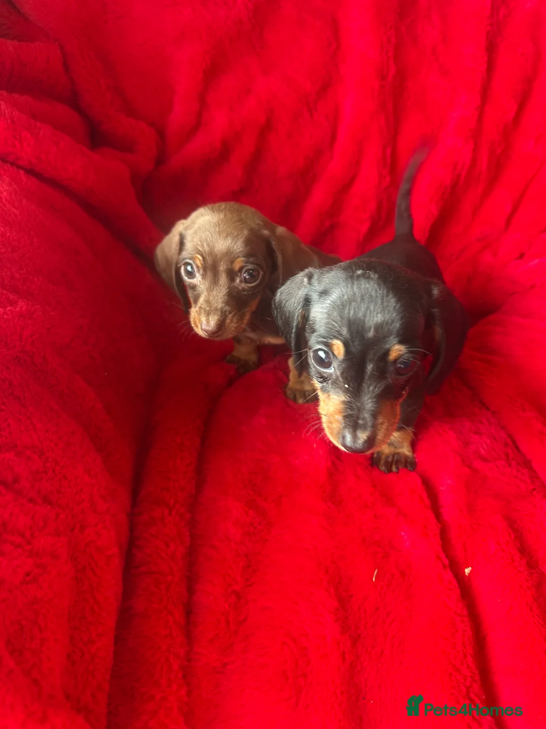 Miniature Dachshund dogs for sale: 2 GORGEOUS MINIATURE DACHSHUND PUPPIES FOR SALE  - Advert 5