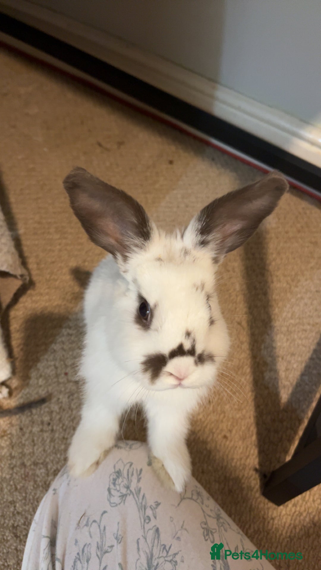 Mixed Breed rabbits for sale: Daphne and Velma need a loving home  - Image 6