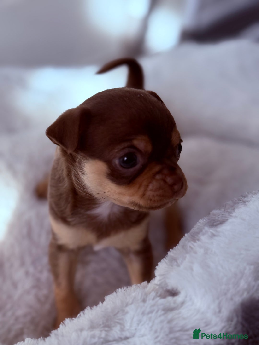 Chihuahua dogs for sale: 🐶 Tiny Chocolate & Tan Chihuahua Puppy 🐾 - Image 6