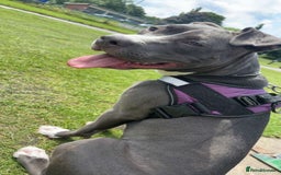 Mixed Breed dogs for sale: Rosie looking for a new forever home  - Image 3