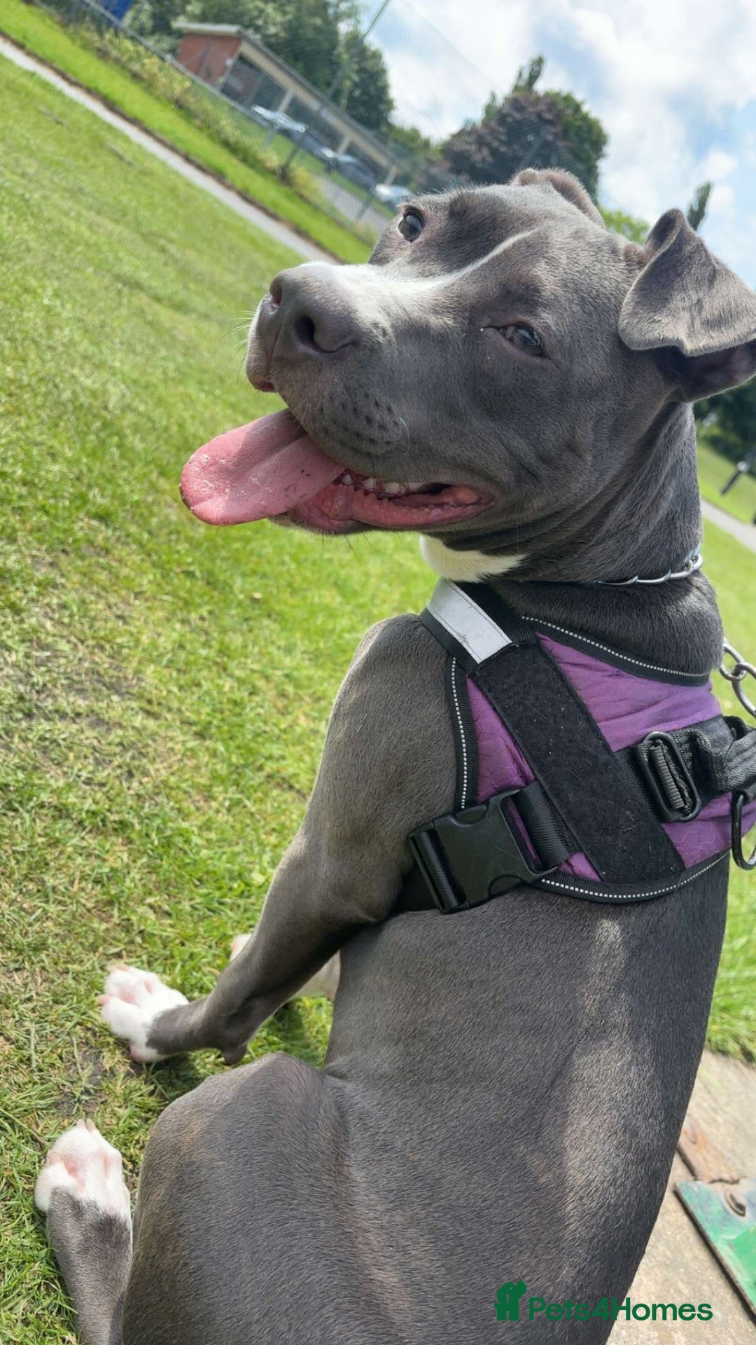 Mixed Breed dogs for sale: Rosie looking for a new forever home  - Image 3