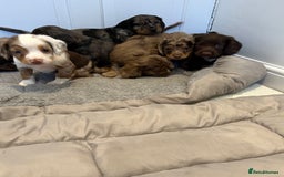 Cocker Spaniel dogs for sale: Super rare and unique show type dna tested Kc reg  - Image 3