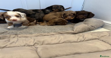 Cocker Spaniel dogs - Advert 16