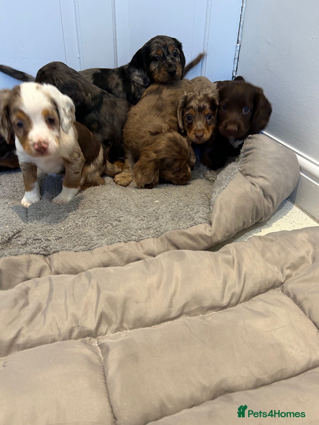 Cocker Spaniel dogs for sale: Super rare and unique show type dna tested Kc reg  - Image 3