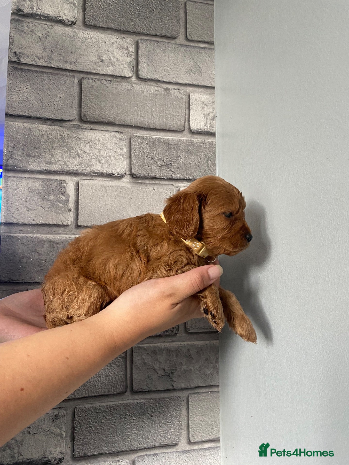 Cavapoo dogs 8 Beautiful Cavapoo pups - Advert 2