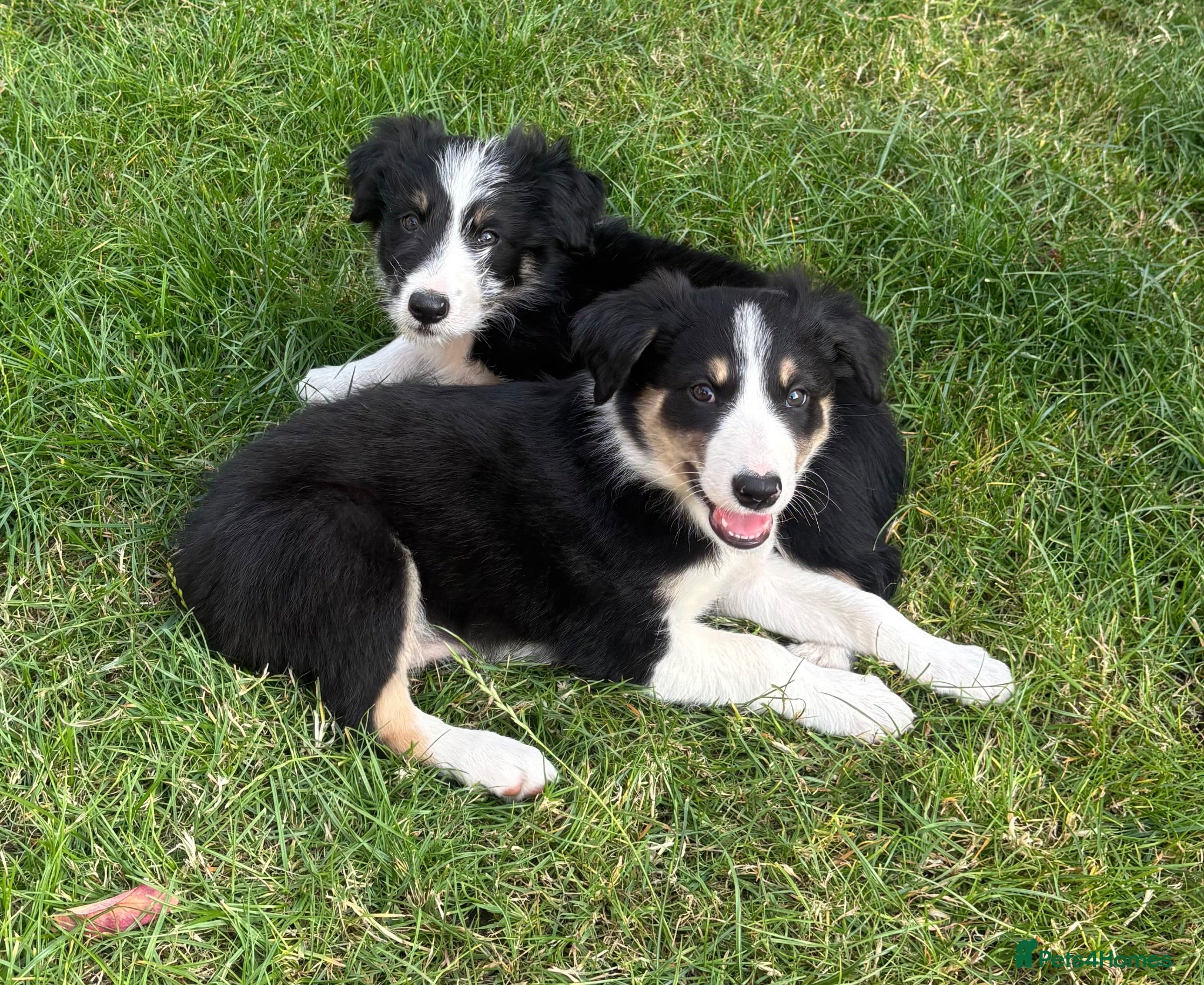 Mixed Breed dogs 2 Border collie  boy pups left!  - Advert 2