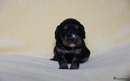 Sprocker dogs for sale: Gorgeous sprocker puppies  - Image 2