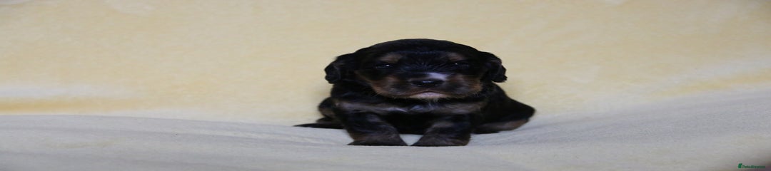 Sprocker Puppy 3