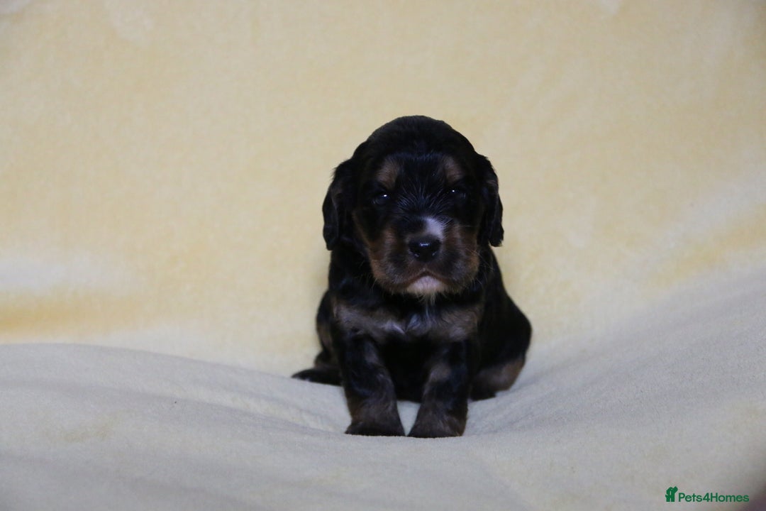 Sprocker dogs for sale: Gorgeous sprocker puppies  - Image 2