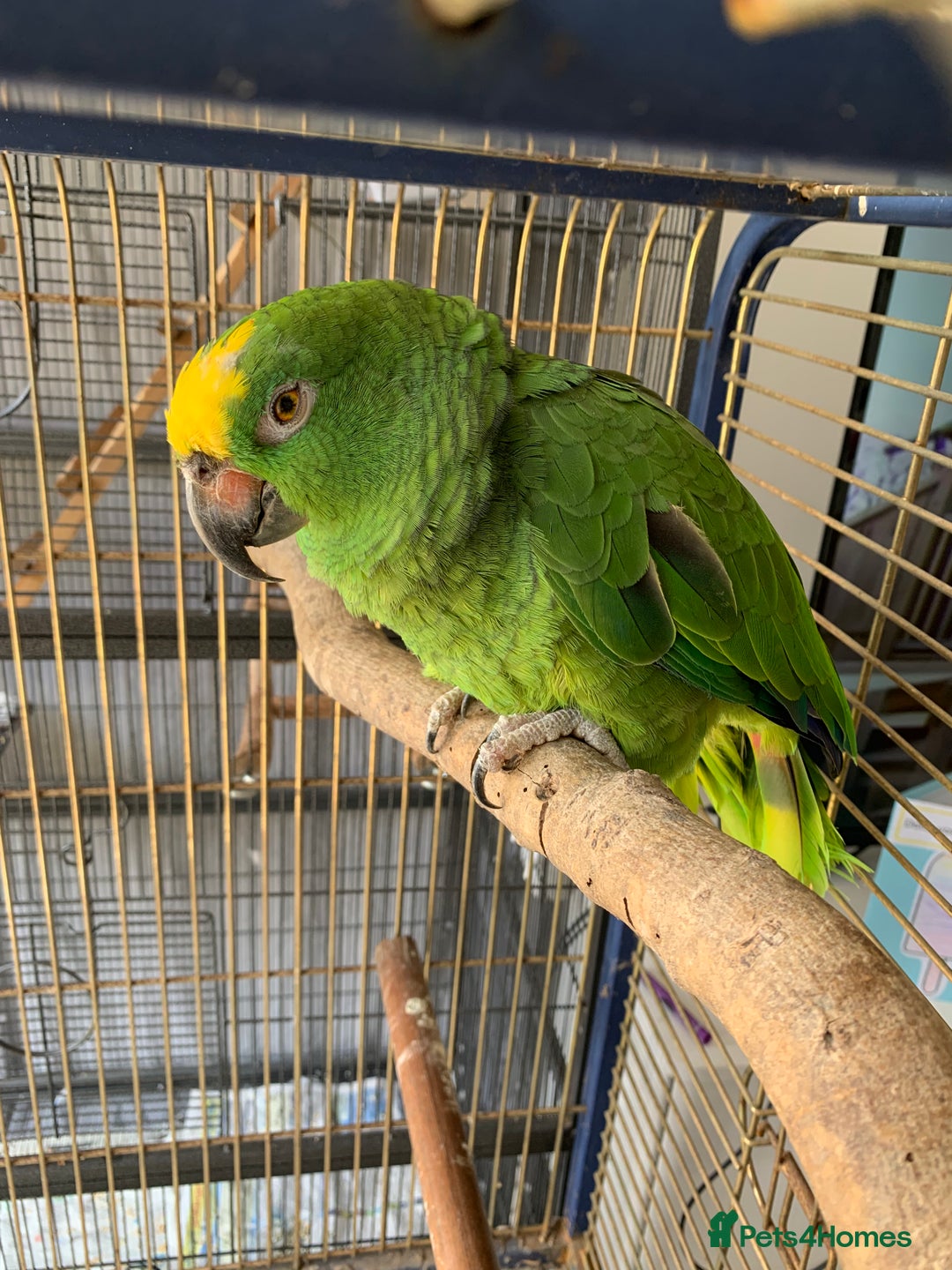 Parrots birds for sale: Amazon Parrot - Image 3