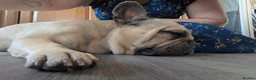 Mixed Breed dogs for adoption: 💙🐶 BEAR – HE'S DONE NOTHING WRONG... in High Peak - Advert 7