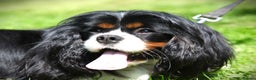 Cavalier King Charles Spaniel dogs for stud: Prince 👑 - Professional Stud Service  - Advert 4